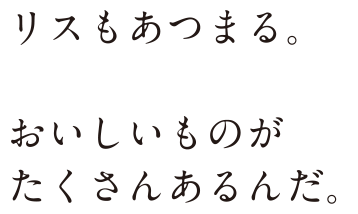 リスもあつまる。 おいしいものがたくさんあるんだ。