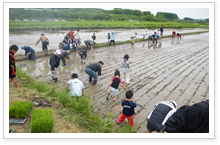 田んぼのオーナー