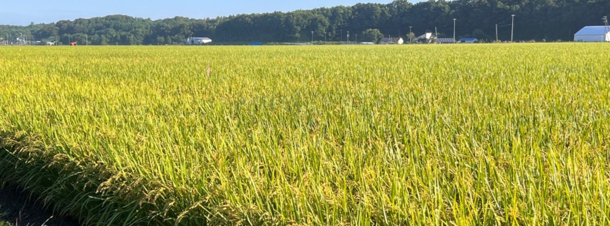稲穂