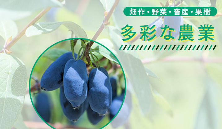 畑作・野菜・畜産・果樹の多彩な農業