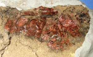 漆塗の皿の膜片の写真