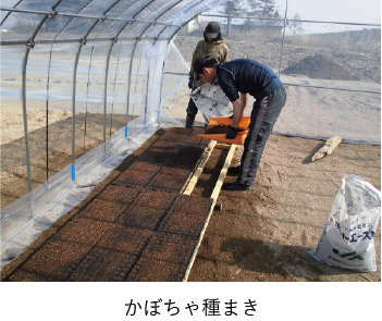 かぼちゃ種まき