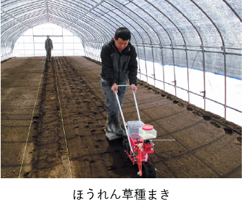 ほうれん草種まき