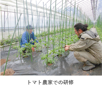 トマト農家での研修