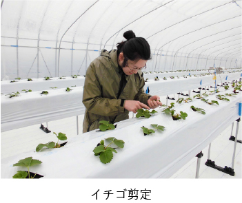イチゴ剪定