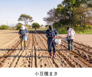 小豆種まき