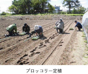 ブロッコリー定植
