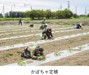 かぼちゃ定植