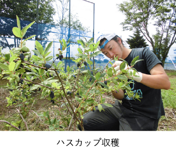 ハスカップ収穫