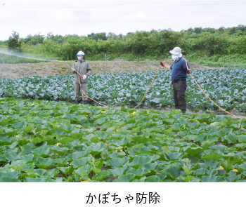 かぼちゃ防除