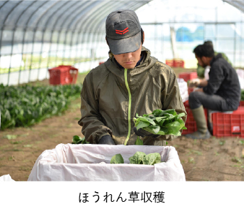 ほうれん草収穫