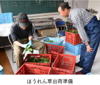 ほうれん草出荷準備