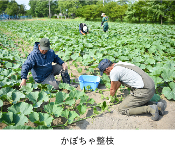 かぼちゃ整枝