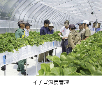 イチゴ温度管理
