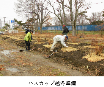 ハスカップ越冬準備