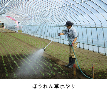 ほうれん草水やり