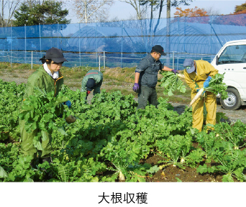 大根収穫