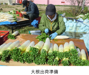 大根出荷準備