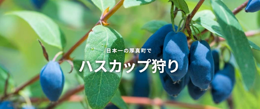 令和８年度ハスカップフェアの紹介画像